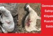 Gemlik Gemsazda Sahipsiz Köpekler Kuzulara Saldırdı