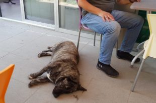 Taksiciler Sokak Köpeklerine Sahip Çıktı, Vatandaşlar Şikayetçi Oldu