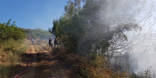 Gemlik'te Orman Yangını, 20 Dönüm Ağaç Kül Oldu