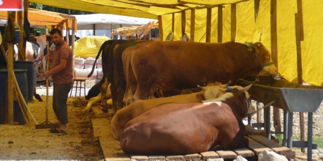 Belediyeden Kurban Pazarı’na ücretsiz ulaşım
