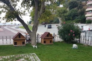 Kedi evleri Gemlik Belediyesi’nden