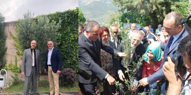    Umurbey'deki Barışın Simgesi Zeytin Fidanı Büyüyor