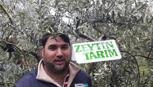 Zeytin Sineği ve Korunma Yolları