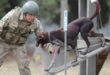 Sınır ötesi operasyonlara yerli ırk köpek