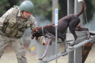 Sınır ötesi operasyonlara yerli ırk köpek