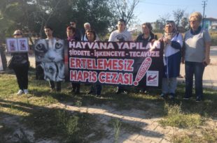 Dört ayağını bağlayıp denize attılar