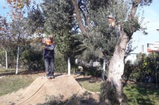 Parklardaki zeytinler değerlenecek