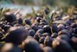 Gemlik Belediyesi'nden Zeytin Klibi