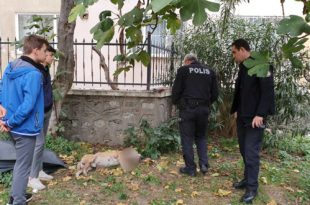 Okul Bahçesinde Köpek Bıçaklandı