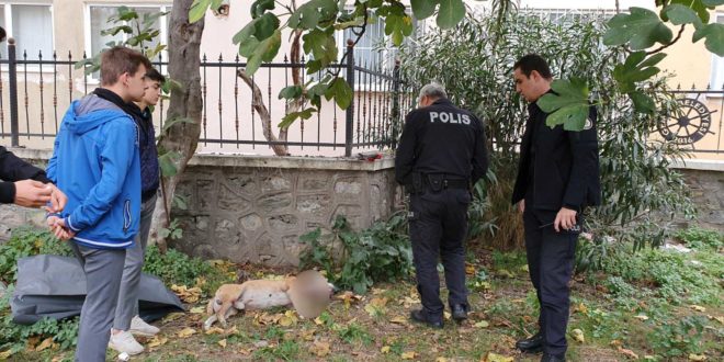 Okul Bahçesinde Köpek Bıçaklandı