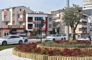 Gemlik'te refüjler zeytinle renkleniyor