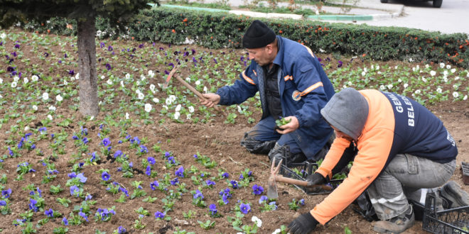 Gemlik’te yeşillendirme çalışmaları devam ediyor