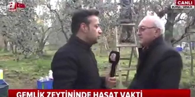 Gemlik Zeytini için tanıtım çalışmaları sürüyor