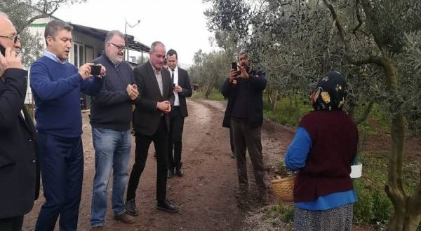 Küçükkaya Gemlik Zeytinini Anlattı...