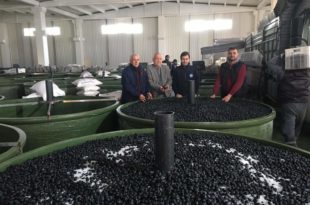 Gemlik Zeytin Kooperatifi Üçüncü Dilim Ürün Ödemelerini Bu Perşembe Yapıyor…