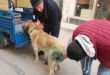 Vurulan köpek sağlığına kavuşuyor