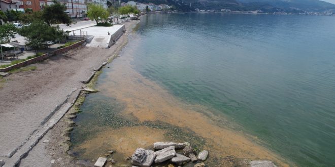 Gemlik Körfezi'nde şaşkına çeviren görüntü