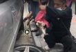 Gemlik’te araç altında sıkışan kedi uzun uğraşlar sonucu çıkartıldı