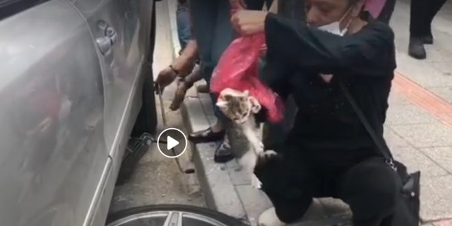 Gemlik’te araç altında sıkışan kedi uzun uğraşlar sonucu çıkartıldı