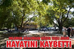 Ihlamur Ağacından Düşerek Hayatını Kaybetti