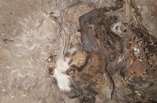 Yarım Kalan İnşaatta Kedi Yakmışlar