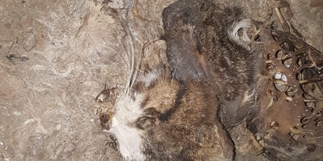 Yarım Kalan İnşaatta Kedi Yakmışlar
