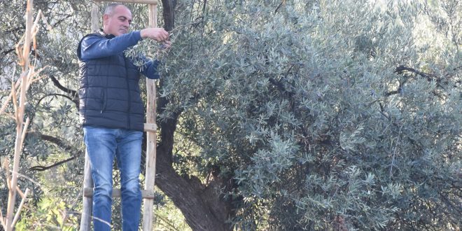Parklarda zeytin seferberliği