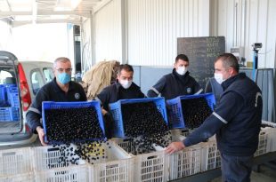 Marmarabirlik’ten üreticiye ödeme