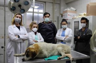 Araba çarpan canı hayata döndürdüler