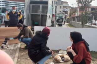 Yavru Köpekler Belediyeye Teslim Edildi