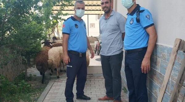 Koyunları kaybolan çiftçinin yardımına Gemlik Zabıtası koştu