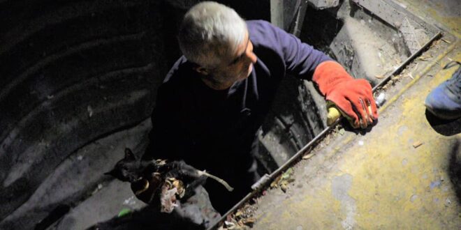 Çöpe atıldığı iddia edilen kediyi belediye kurtardı