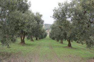Marmarabirlik'ten üretime destek projesi