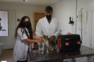 Sokaktaki canlara Gemlik Belediyesi sahip çıkıyor