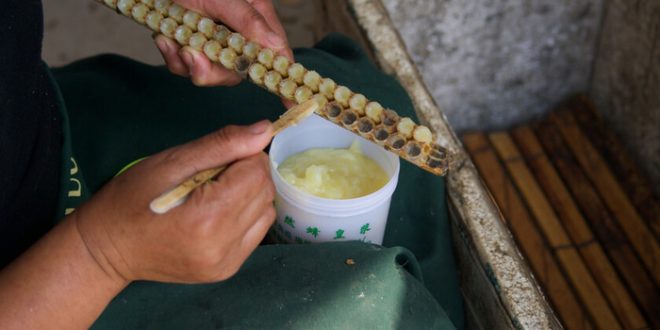 Arı Sütü