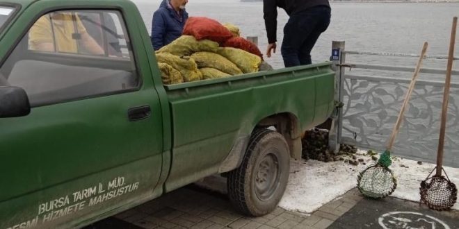 Gemlik Kumla'da Kaçak midye avcılarına operasyon