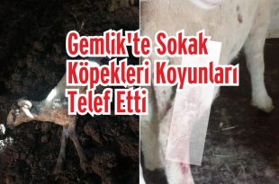 Gemlik'te Sokak Köpekleri Koyunları Telef Etti