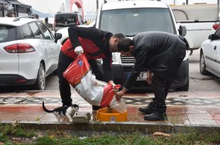 Sokaktaki canlar mamaya kolayca ulaşıyor
