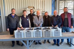 GEMLİK ZEYTİN KOOPERATİFİ DÖRDÜNCÜ DİLİM ÜRÜN ÖDEMELERİNİ BU CUMA YAPIYOR…