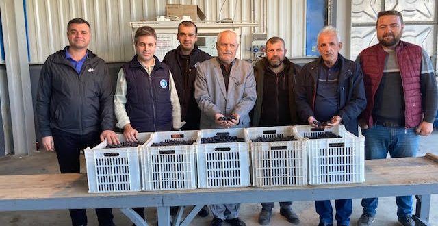 GEMLİK ZEYTİN KOOPERATİFİ DÖRDÜNCÜ DİLİM ÜRÜN ÖDEMELERİNİ BU CUMA YAPIYOR…