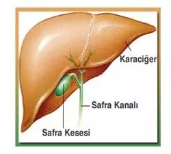 Safra Kesesi Ameliyatı