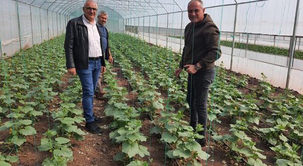 Gemlik Belediyesi'nde organik tarım çalışmaları sürüyor