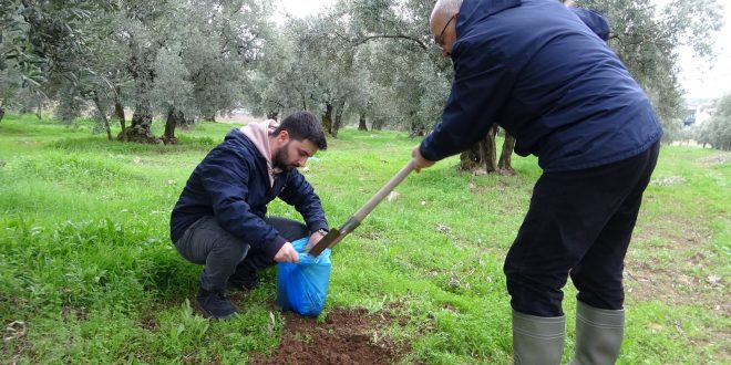 Zeytinin verimliliği için toprak analizleri başladı