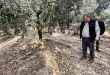Üzerine mıcır dökülen zeytin ağaçları günden güne kuruyor