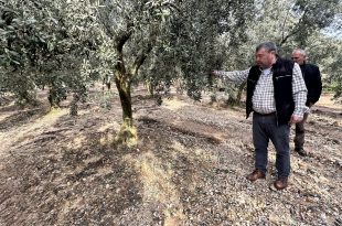 Üzerine mıcır dökülen zeytin ağaçları günden güne kuruyor