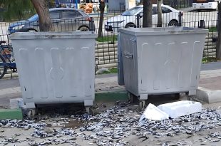Şehir barbarı bozuk balıkları yola döktü