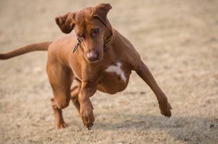 Köpeklerde Enerji Patlamalarını Yönetme Yolları