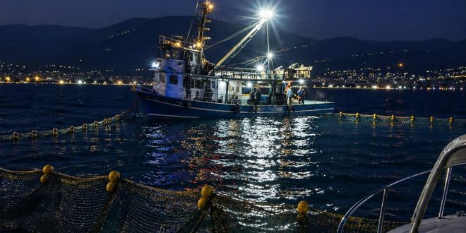 GEMLİK KÖRFEZİ’NDE SARDALYA AVCILIĞI BAŞLADI: AMATÖR TEKNELERE ÖNEMLİ UYARI
